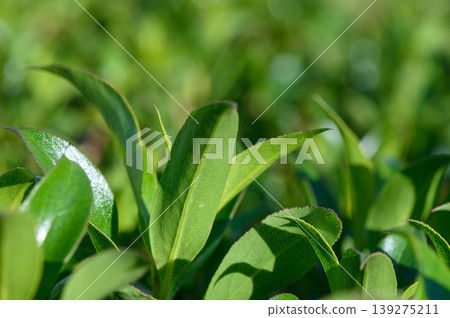 Lush green tea leaves glisten in the sunlight during a serene afternoon in a tranquil garden setting Lush green tea leaves glisten in the sunlight during a serene afternoon in a tranquil garden setting 139275211