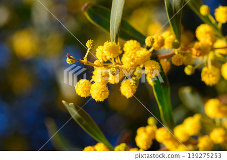 Vibrant yellow blossoms create a stunning display against a bright blue sky in early spring nature Vibrant yellow blossoms create a stunning display against a bright blue sky in early spring nature 139275253