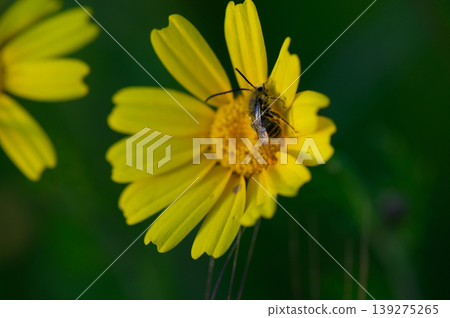 Close encounter with nature as a bee collects nectar from a vibrant yellow flower during a sunny afternoon Close encounter with nature as a bee collects nectar from a vibrant yellow flower during a sunny afternoon 139275265
