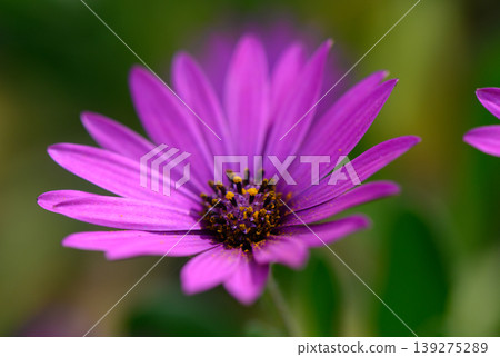 Delicate purple flower blooms under the warm sunlight in a lush garden, inviting bees and butterflies to visit Delicate purple flower blooms under the warm sunlight in a lush garden, inviting bees and butterflies to visit 139275289