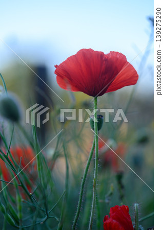 Vibrant red poppy stands tall amidst a field of wildflowers on a serene spring morning Vibrant red poppy stands tall amidst a field of wildflowers on a serene spring morning 139275290