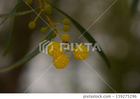 Vibrant yellow blooms sway gently in a secluded garden as sunlight filters through the leaves Vibrant yellow blooms sway gently in a secluded garden as sunlight filters through the leaves 139275296