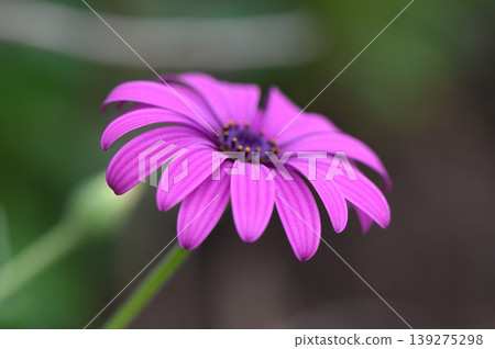 Vibrant purple flower emits beauty in a serene garden setting under soft daylight Vibrant purple flower emits beauty in a serene garden setting under soft daylight 139275298