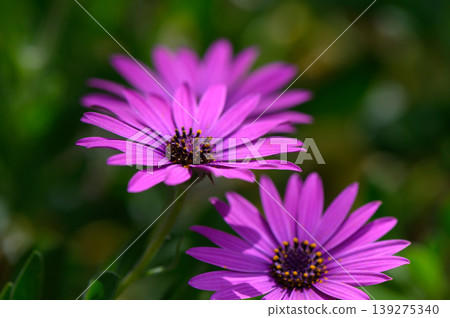 Vibrant purple flowers bloom in a sunny garden during spring, showcasing nature's beauty and vitality alongside lush greenery 139275340