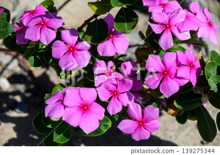 Bright pink geranium flowers blooming in Cyprus Bright pink geranium flowers blooming in Cyprus 139275344
