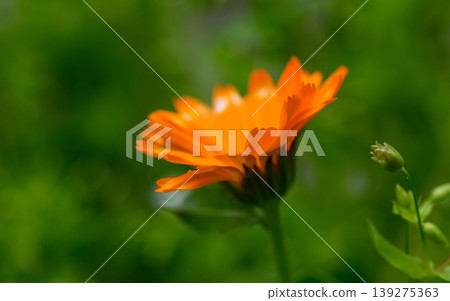 Single Calendula Flower on Green Background Close Up Single Calendula Flower on Green Background Close Up 139275363