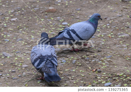 Two Rock Doves Columba livia Close Up Together on Ground Two Rock Doves Columba livia Close Up Together on Ground 139275365