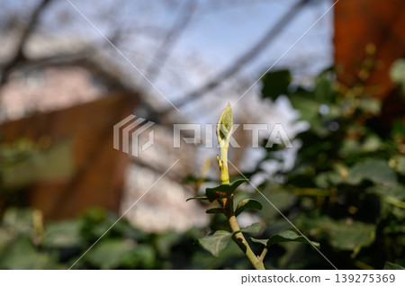 Close Up of Laurus Nobilis Leaf Bud and Young Foliage Close Up of Laurus Nobilis Leaf Bud and Young Foliage 139275369