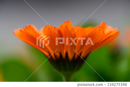 Close Up of One Orange Calendula Flower with Green Leaves Below 139275398