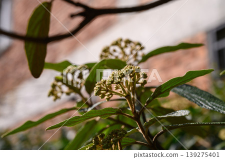 Young Shoots of Viburnum rhytidophyllum Wrinkled Viburnum Evergreen Shrub 139275401