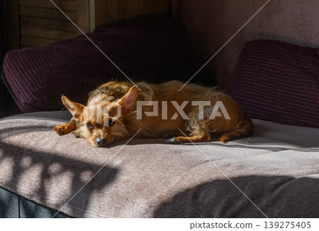 Small Red Dog Resting on Sofa Terrier Chihuahua Mix Type Small Red Dog Resting on Sofa Terrier Chihuahua Mix Type 139275405