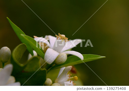 Delicate white citrus blossoms blooming in a tranquil garden during a warm spring afternoon Delicate white citrus blossoms blooming in a tranquil garden during a warm spring afternoon 139275408