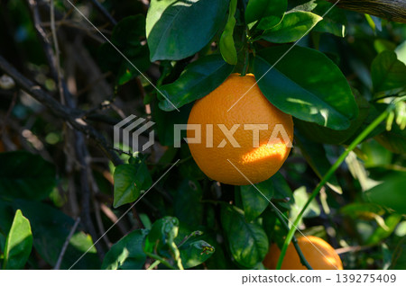 Vibrant orange hanging on a tree branch in a sunlit grove during warm afternoon Vibrant orange hanging on a tree branch in a sunlit grove during warm afternoon 139275409