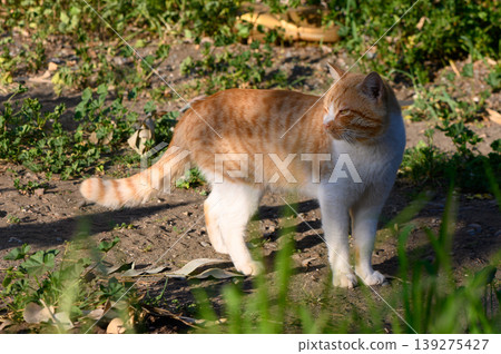 Curious ginger cat exploring a sunlit garden with vibrant green foliage Curious ginger cat exploring a sunlit garden with vibrant green foliage 139275427