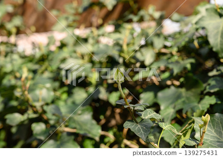 Common Ivy Hedera Helix Climbing on a Surface Common Ivy Hedera Helix Climbing on a Surface 139275431