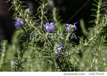 Rosmarinus Officinalis Culinary Rosemary Shrub Close Up 139275435
