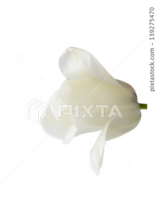White Tulip Close Up Isolated on White Background 139275470