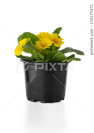 Primula Vulgaris Common Primrose Isolated on White Background 139275472