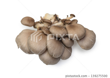 Fresh Oyster Mushrooms Cluster on White Fresh Oyster Mushrooms Cluster on White 139275500