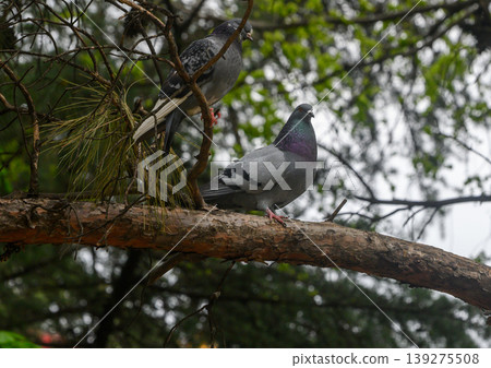 Two Rock Doves Preening on Tree Branch in Spring Park 139275508