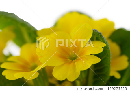 Close Up of Primula Vulgaris Flower Isolated on White Background Close Up of Primula Vulgaris Flower Isolated on White Background 139275523