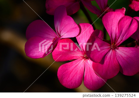 Vibrant pink blossoms emerge in the shadows of a serene garden at twilight 139275524