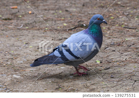 Portrait of a Rock Dove Pigeon Standing on the Ground 139275531