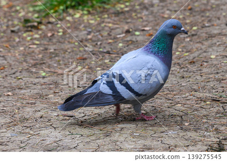 Rock Dove Pigeon Standing on Ground Close Up Rock Dove Pigeon Standing on Ground Close Up 139275545