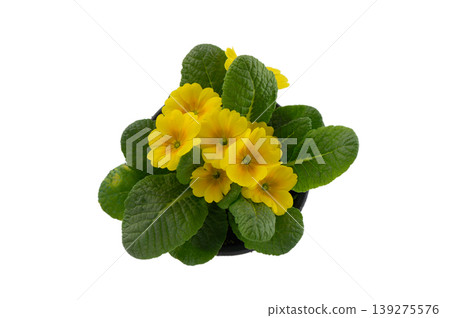 Delicate Yellow Primula Vulgaris Flower Plant Isolated on White Delicate Yellow Primula Vulgaris Flower Plant Isolated on White 139275576