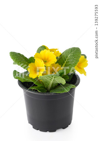 Primula Primulaceae Perennial Flowering Plant in Bloom Primula Primulaceae Perennial Flowering Plant in Bloom 139275593