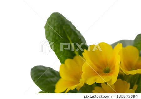 Garden Primula Vulgaris Spring Flowering Plant Isolated on White Garden Primula Vulgaris Spring Flowering Plant Isolated on White 139275594