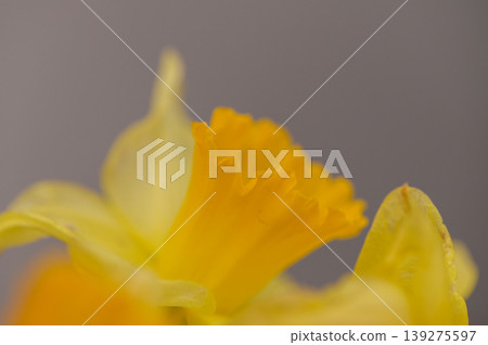 Vibrant Yellow Daffodil Flowers Macro Close Up on White 139275597