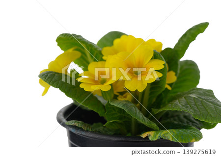 Cluster of Primula Vulgaris Flowers and Leaves Isolated on White Cluster of Primula Vulgaris Flowers and Leaves Isolated on White 139275619