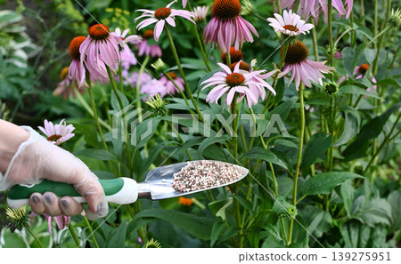 Gardener holds in hands mineral fertilizing at home garden, close-up on pink gloves. Spicy herbs growing on background 139275951