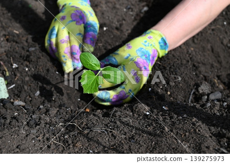 woman plants a bush of cucumber in the ground in a greenhouse. spring work with seedling in the vegetable garden 139275973