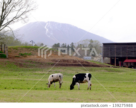A Folstein calf grazing in the pasture at Koiwai Farm. 139275988