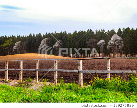 The pastures of Koiwai Farm are in full bloom in spring; preparations are being made to sow grass seeds around the time the cherry blossoms bloom. The pastures of Koiwai Farm are in full bloom in spring; preparations are being made to sow grass seeds around the time the cherry blossoms bloom. 139275989