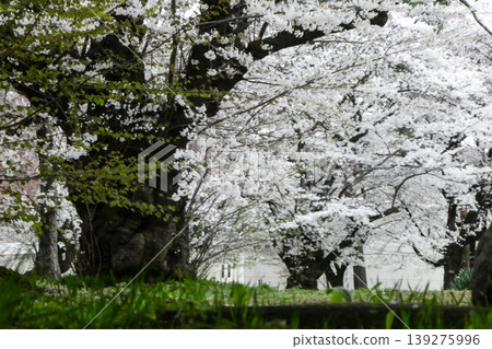 The late spring in full bloom in Iwate Prefecture, a northern region of Japan. 139275996