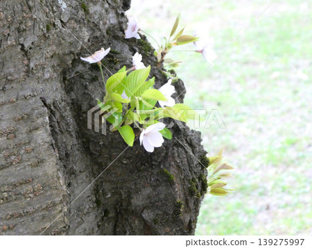 Young, lovely cherry blossoms blooming on the trunk of a 300-year-old Edo Higan cherry tree in Hirosaki Park. Young, lovely cherry blossoms blooming on the trunk of a 300-year-old Edo Higan cherry tree in Hirosaki Park. 139275997