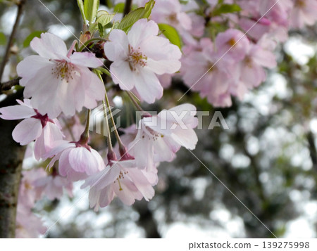 New cherry blossom varieties in Hirosaki Park New cherry blossom varieties in Hirosaki Park 139275998