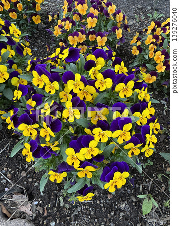 Purple yellow pansy flower garden bed spring bloom colorful floral plant outdoor Purple yellow pansy flower garden bed spring bloom colorful floral plant outdoor 139276040
