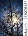 Winter tree silhouette with sunlight through branches. 139276187