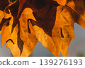 Close-up of autumn brown leaves with texture details in Greece. 139276193