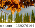 Autumn brown leaves with cypress trees in background, Greece. 139276194