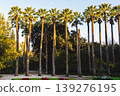 Tall palm trees at entrance of National Garden Athens, Greece. 139276195