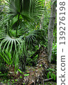 Fan palm tree with large leaves in National Garden Athens, Greece. 139276198