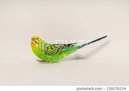 Bright green parakeet perches calmly on white surface. Bright green parakeet perches calmly on white surface. 139276234