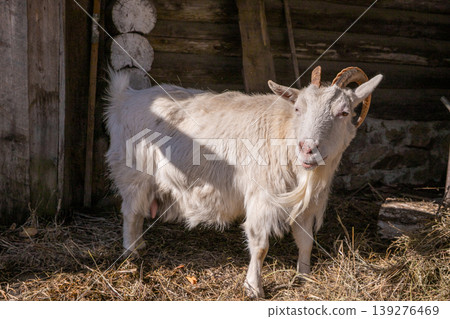 White goat standing in barn. Livestock animal with horns on farm. Domestic mammal in rustic wooden stable. Agriculture and rural life concept, symbol of nature and farming industry. White goat standing in barn. Livestock animal with horns on farm. Domestic mammal in rustic wooden stable. Agriculture and rural life concept, symbol of nature and farming industry. 139276469