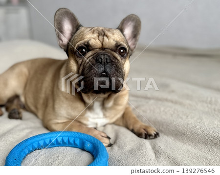 A cute, contented French bulldog of fawn color lies on a bed with a beige bedspread in a close-up home environment A cute, contented French bulldog of fawn color lies on a bed with a beige bedspread in a close-up home environment 139276546