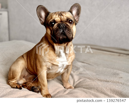 A cute, contented French bulldog of fawn color lies on a bed with a beige bedspread in a close-up home environment A cute, contented French bulldog of fawn color lies on a bed with a beige bedspread in a close-up home environment 139276547